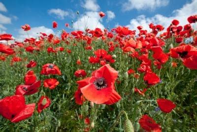 Why Are Red Poppies Worn on Veterans Day? (with Pictures) | eHow