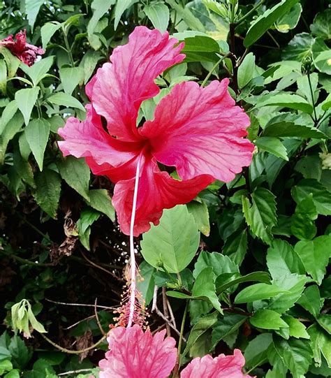 Hibiscus Pink Hawaii - Free photo on Pixabay - Pixabay