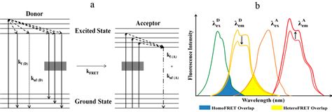 IJMS | Free Full-Text | Understanding FRET as a Research Tool for ...