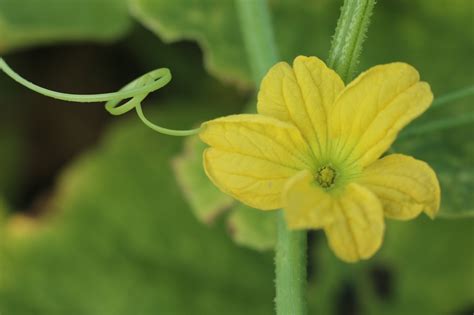 Cucumber Flower Yellow Curve - Free photo on Pixabay - Pixabay