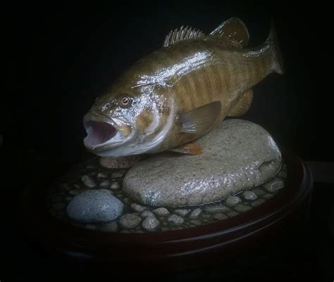 Fresh And Saltwater Fish Mounts