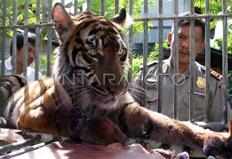 HARIMAU SUMATERA | ANTARA Foto