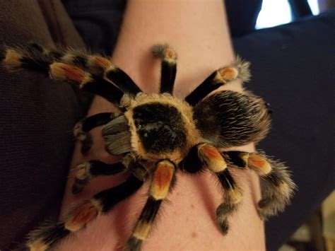 Tarantula Care Guide - The Critter Depot