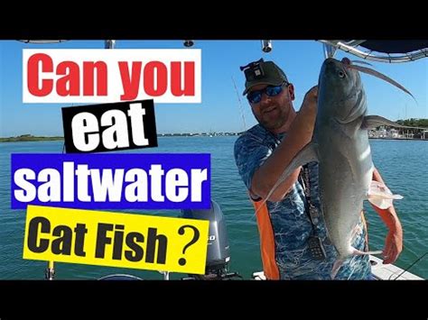 Can you eat saltwater catfish? Saltwater catfish edible? Florida fishing Catfish edition! - YouTube