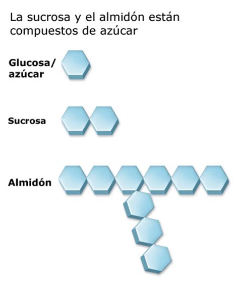 Comprensión de los carbohidratos :: Diabetes Education Online