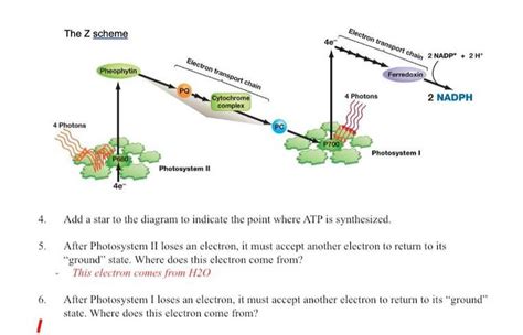 The Z scheme Electron transport chain 2 NADP + 2H 40... - Biology