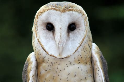 Barn Owl - The Cincinnati Zoo & Botanical Garden