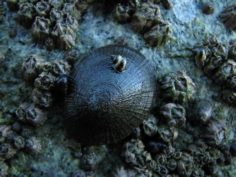 Limpet | Flickr - Photo Sharing!