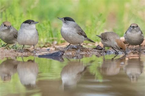 Blackcap: song, females & nest - Plantura