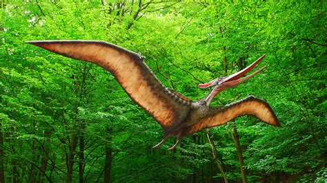 pteranodon | Prehistoric animals, Dinosaur, Prehistoric creatures