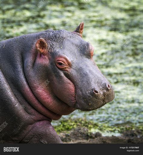 Baby Hippopotamus Image & Photo (Free Trial) | Bigstock