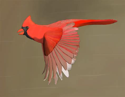 Cardinal in Flight on Behance