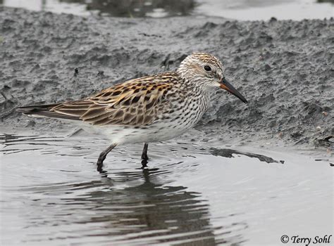 White-rumped Sandpiper - Calidris fuscicollis