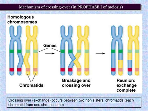 PPT - Linkage genes and genetic recombination PowerPoint Presentation ...