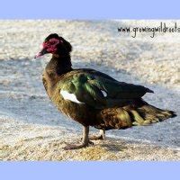 What Do Muscovy Ducks Like to Eat? - Pet Food Guide