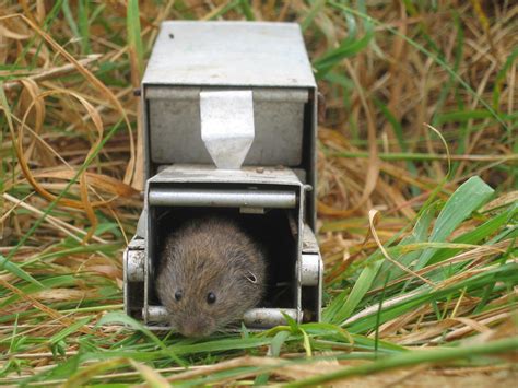 Field vole emerging from Longworth trap | Catto84 | Flickr