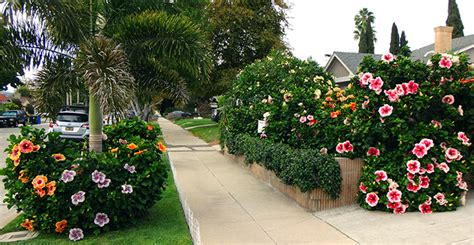 Hidden Valley Hibiscus Worldwide Gardens ~ Hollywood