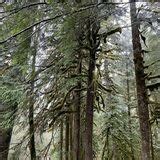 Old Salmon River Trail - Oregon | AllTrails