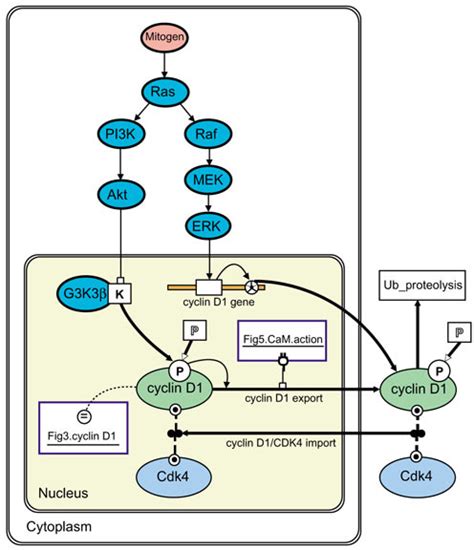 The activation of cyclin D1 gene expression by parallel | Open-i