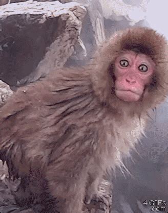 Shocked-monkey-reaction | Юмористические видео, Забавные зверюшки, Смешные гифки