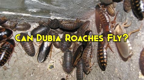 Can Dubia Roaches Fly? 8 Things To Know Before Setting Up A Colony