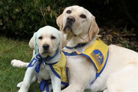 Two puppies in training with Canine Companions for Independence. | Canine companions, Working ...