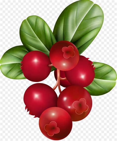 cranberries clip art 20 free Cliparts | Download images on Clipground 2024