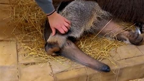 ‘Let him sleep!’: Tired anteater wins over the internet | CNN