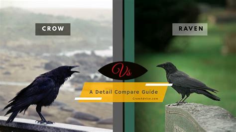 Crow vs Raven Intelligence | A Detail Compare Guide