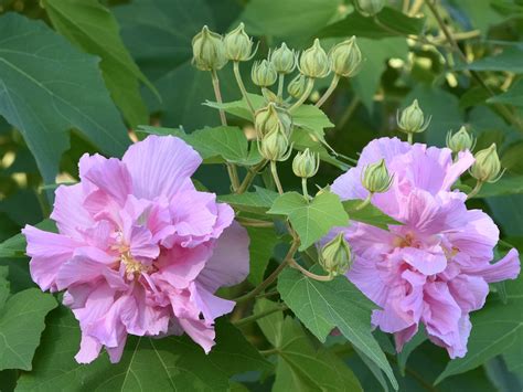 Confederate rose is great for fall blooms | Mississippi State University Extension Service