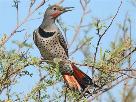 Northern Flicker | Celebrate Urban Birds