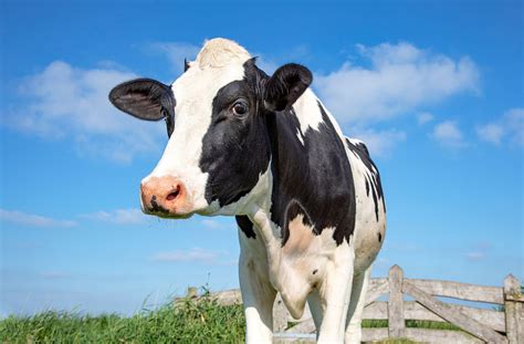 5 facts about Holstein cattle | AGDAILY