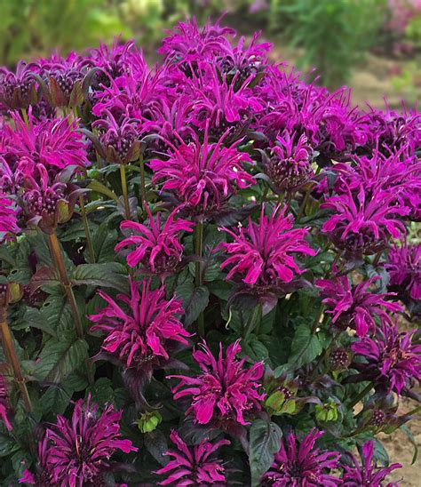 Monarda Pictures - National Garden Bureau