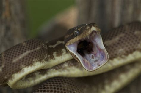 SNAKE ATTACK: 20ft python bites and chokes owner | Daily Star