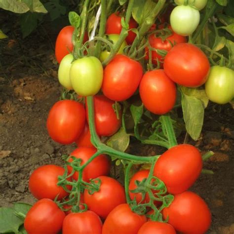 Fantastic F1 Hybrid Tomato (For fresh or processing) – Allied Botanical ...