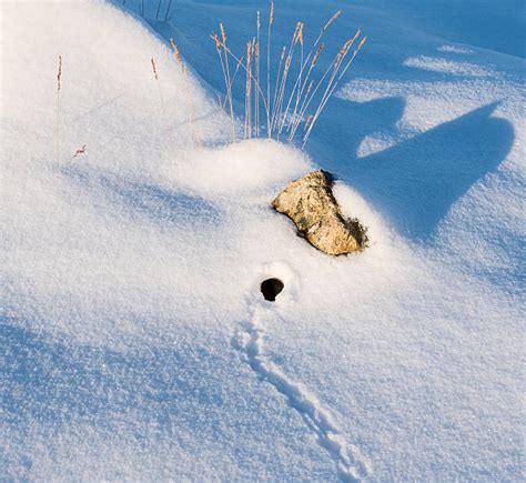 Mouse Tracks In Snow Stock Photos, Pictures & Royalty-Free Images - iStock