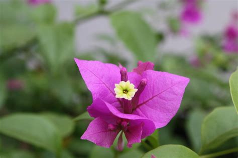 Mostly Plants: Bougainvillea (bunga kertas)