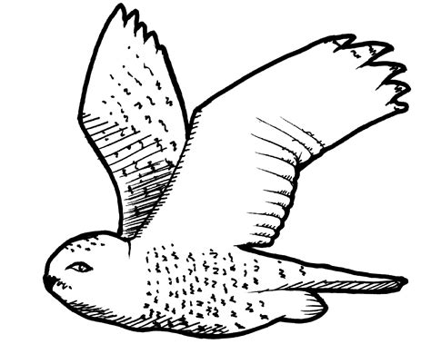 Snowy owl clipart - Clipground