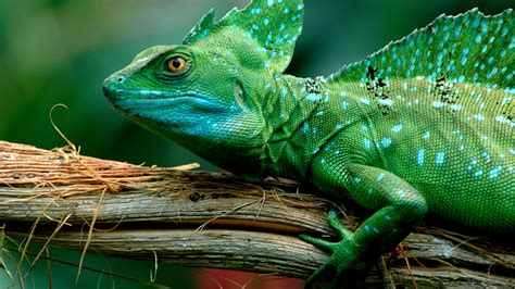 Basilisk Lizard Wallpapers - Wallpaper Cave