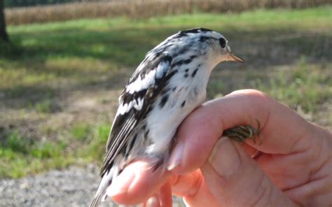 Meet the Real ‘Snowbirds’ of Florida - Live Wildly