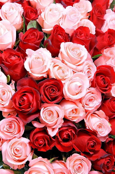 Red And Pink Roses Wallpapers Pics - Wallpaper Cave