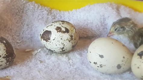 Quail eggs hatching! - YouTube