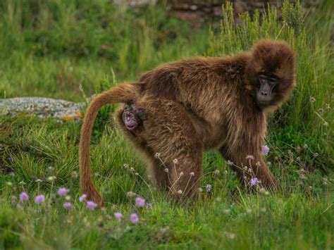 Monkeys Giving Birth