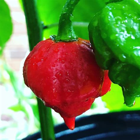 Buy Carolina Reaper Seeds Online in India - Mountain Top Seed Bank