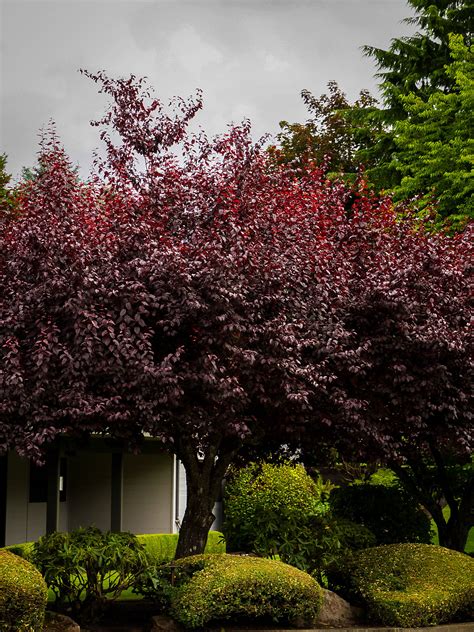 Krauter Vesuvius Purple Leaf Plum Trees For Sale | The Tree Center