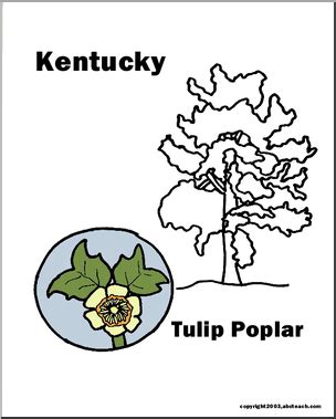 Kentucky: State Tree -Tulip Tree (tulip poplar) | Abcteach