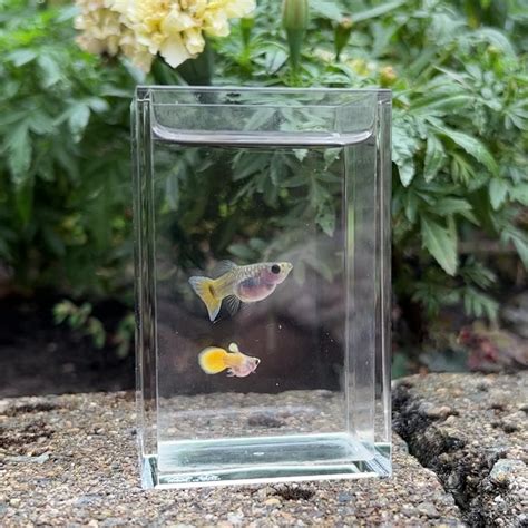 Yellow Koi Glass Belly Guppy Pair – Fish Portals