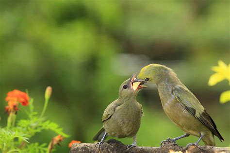 Baby Birds Visiting Feeders