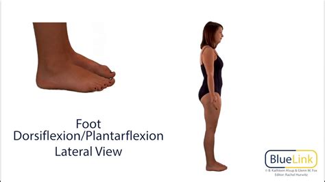 Dorsiflexion Definition Anatomy - Anatomy Reading Source