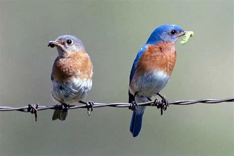 Male vs Female Bluebirds (3 Main Differences) - Bird Feeder Hub